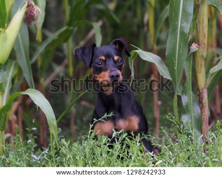 portrait dog on meadow field in summer with sunshine running away or standing in high grass