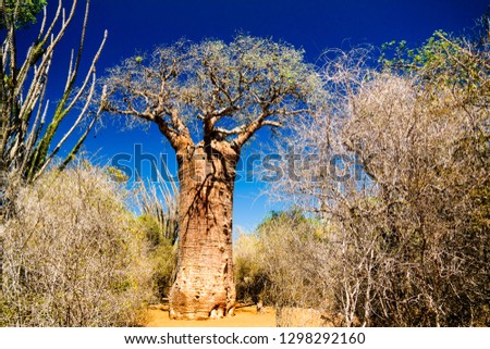 Landscape with Adansonia grandidieri baobab tree, Reniala national park, Toliara, Madagascar Royalty-Free Stock Photo #1298292160