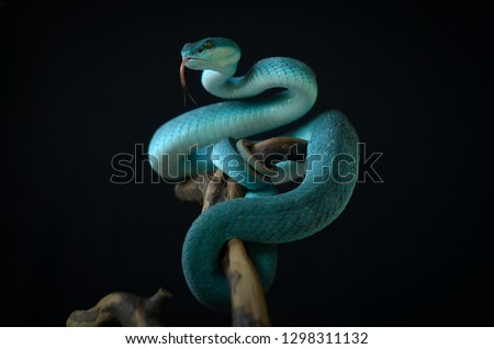 blue insularis pit viper