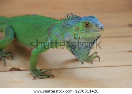 Chameleon - tropical green lizard. Exotic reptile
