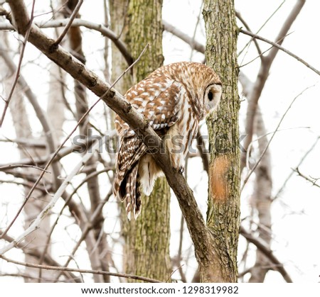 Barred owl perched deep in a boreal forest, Quebec, Canada.