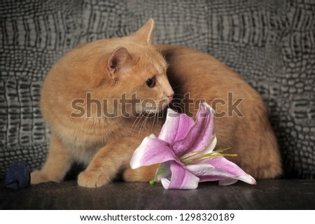 red cat on a gray background with pink lilies