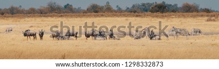 Panorama - Mixed group of zebras and wildebeests in the grassland of Moremi National Park, Okavango Delta, Botswana