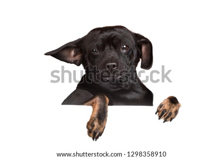 Funny small dog looking out the wall, isolated on white. Chihuahua breed, canine pet.