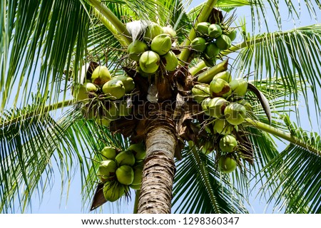 coconuts on a tree, digital photo picture as a background