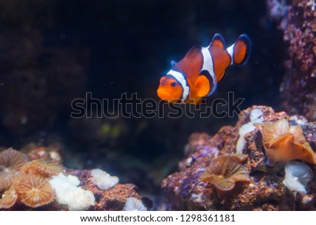 Clown fish or anemone. Wonderful and beautiful underwater world with corals and tropical fish.