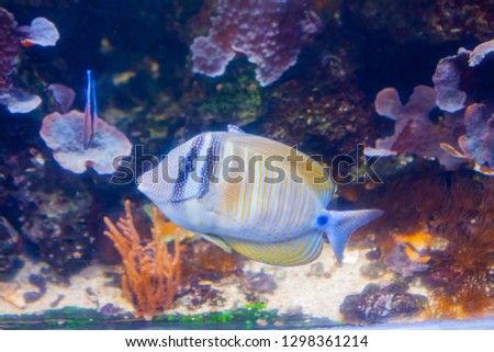 Blue Tang Surgeon Fish - Paracanthurus hepatus. Wonderful and beautiful underwater world with corals and tropical fish.