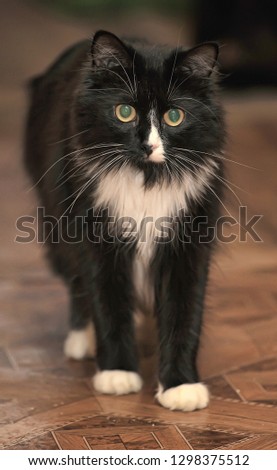 beautiful homely fluffy black and white cat portrait