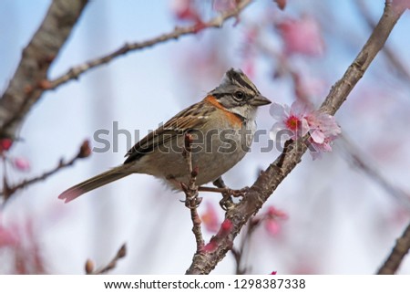 Rufous-collared Sparrow and Sakura flower