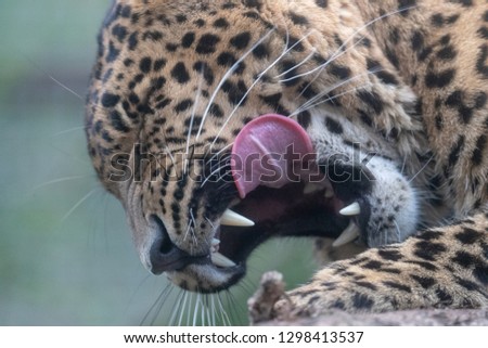 Close up of a leopard with its tongue out from the side