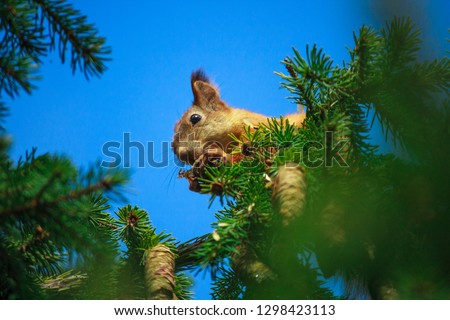 squirrel gnaws cones on top of a tree. wild nature. squirrel against a blue sky.