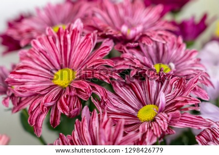 flowers Chrysanthemums Artist pink (pink Artist) close-up
