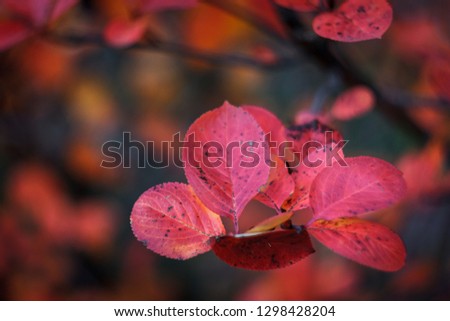 Bright foliage in the autumn park. Walk through the park among the red and yellow trees and bushes. A lot of rich colors. Superb greeting card and background