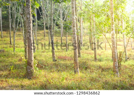 Green rubber trees with sunshine. Overexposed image for background purpose.