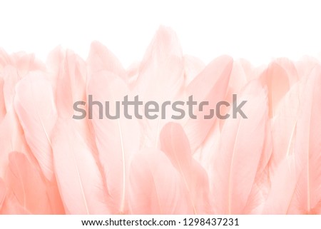 Close - up of pink feathers isolated on white background
