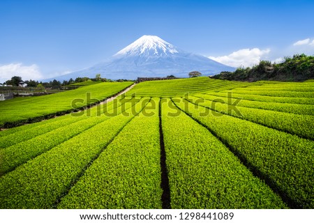 Mount Fuji with green tea plantation, Shizuoka Prefecture, Japan Royalty-Free Stock Photo #1298441089