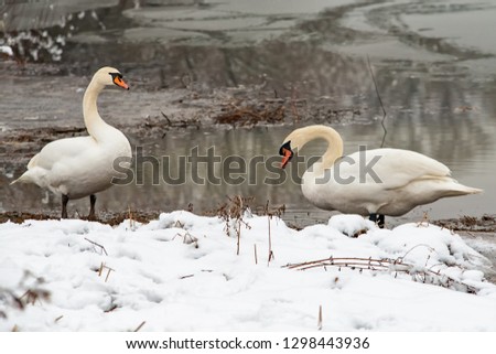 Two whooper swans at the lake in winter