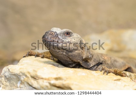 Uromastyx sitting on a rock while basking
