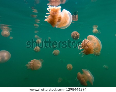 Palau Jellyfish Lake Mastigias papua