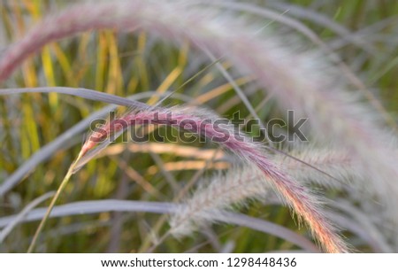 When Wild Grass Suddenly Takes Limelight Of Whole Picture