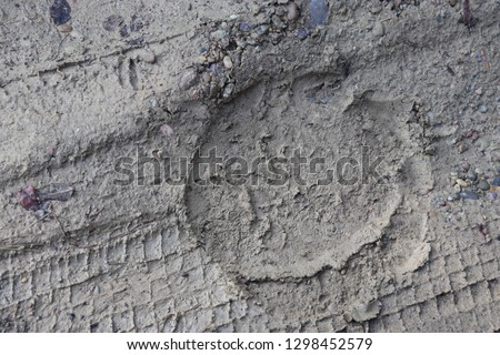 Elephant foot prints