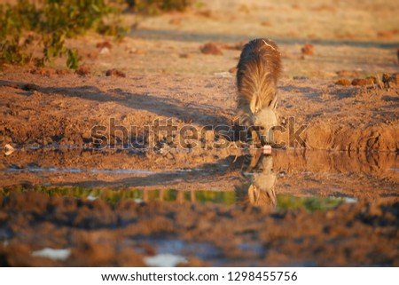 Brown hyena, Parahyaena brunnea, also strandwolf. Low angle photo of rare species of hyena in early morning, drinking from waterhole. Very shy, nocturnal animal, Etosha national park, Namibia.