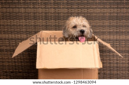 Cute photo of a terrier cross puppy sitting in a cardboard box 