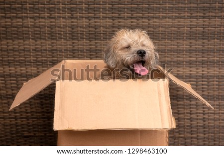 Cute photo of a terrier cross puppy playing in a cardboard box 