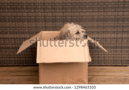 Cute photo of a terrier cross puppy biting a cardboard box 