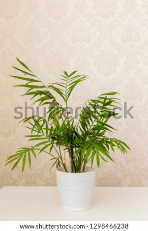 plant in the room 
