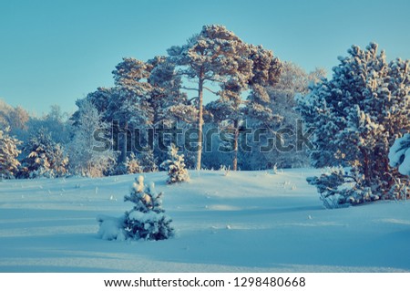 Beautiful Christmas landscape, winter  the pine forest seaside dunes