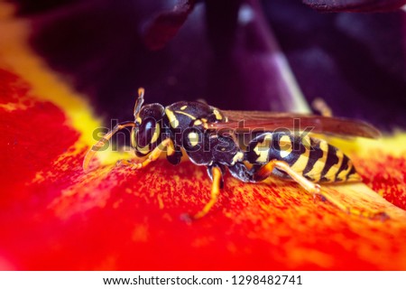 A big wasp sitting on a red tulip flower is a close-up macro picture.