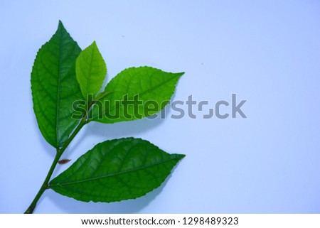 Bright green leaves