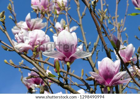White-pink magnolia blossoms blooming in early spring against a background of pure blue sky