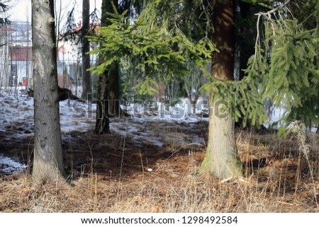 Finnish forest during springtime. Photographed on day time. In this photo you can see trees and other plants from the forest and some snow on the ground.
