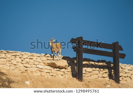 Nubian Ibex in Israel