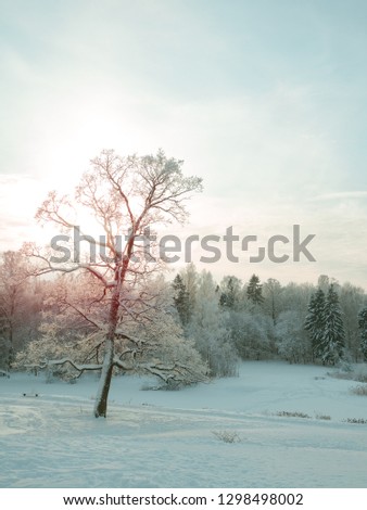 Winter Northern landscape. Trees in the snow at sunset.