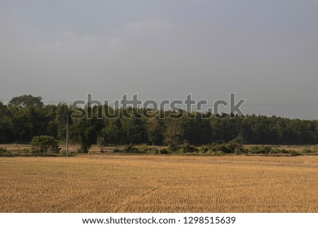 paddy field photo at Kailakuri in Bangladesh. 