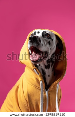 Dalmatian dog in yellow sport jacket on pink background. Cute muzzle. Dog looks left. Copy space