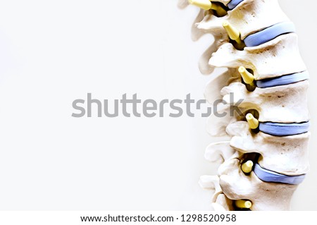 Model of a spine in medical field with white background. Royalty-Free Stock Photo #1298520958