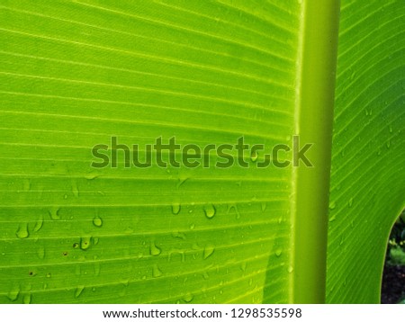 Leaf banana close-up picture 