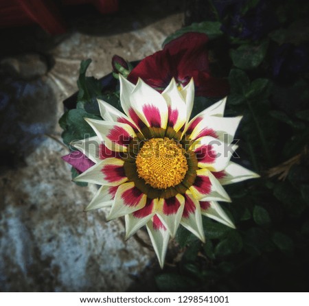 white flower at the poly house. indian lovely flower. sunflower with natural background
