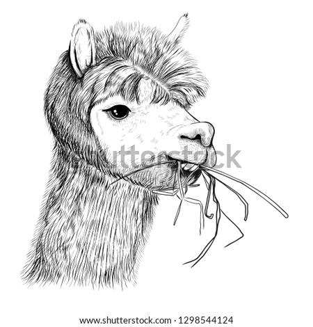Portrait of alpacas, llamas. Lama chews grass. Sketch