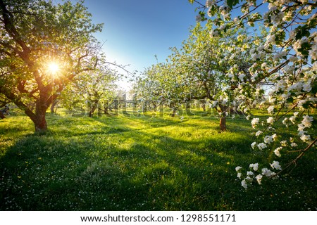 Incredible ornamental garden with blooming lush trees on a sunny day. Seasonal background. Flowering orchard in spring time. Scenic image of trees in dramatic garden. Beauty of earth, Ukraine. Royalty-Free Stock Photo #1298551171