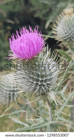 Wild Scottish plant
