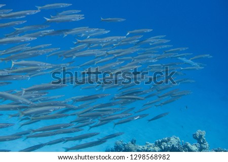 Huge swarm of juvenile barracudas swimming over a coral reef near El Quseir in the red Sea, Egypt