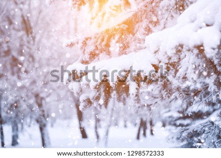 Winter fir tree christmas scene with sunlight. Fir branches covered with snow. 