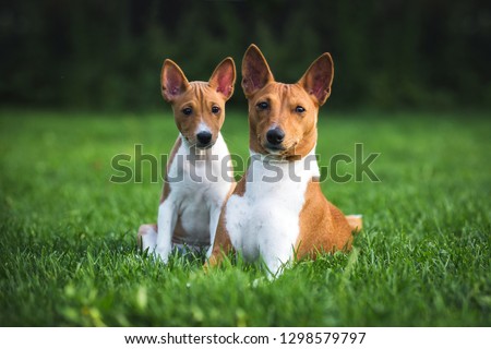 Dog breed Basenji and her Puppy breed Basenji Royalty-Free Stock Photo #1298579797
