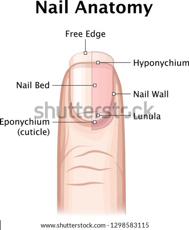 HYPONYCHIUM Stock Vector Images - Avopix.com