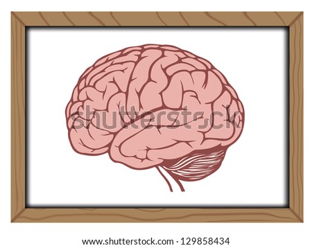 Brain on blackboard background ,Vector